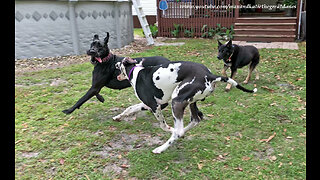 Great Danes have play date with horses, donkey & German Shepherd