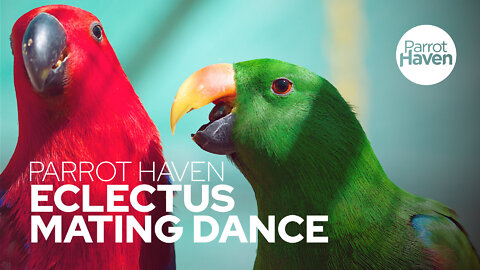 The Eclectus Parrot Mating Dance