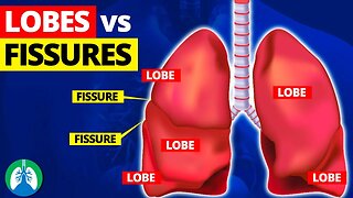 Lung Lobes and Fissures *EXPLAINED* 🫁