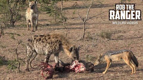 Hyenas & Jackals Feeding | Lalashe Mara Ripoi Safari