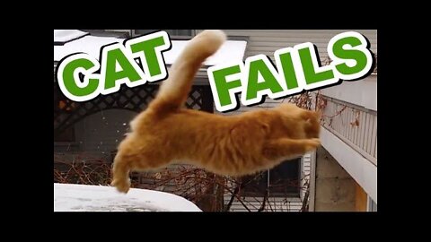 🦁 Funniest Animals 🐼 - Try Not To Laugh 🤣 - Funny Domestic And Wild Animals' Life