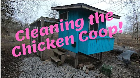 Cleaning the Chicken Coop