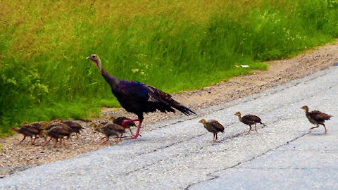 Cute wild turkey family crosses Canadian country road