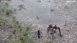 En vägstekel attackerar en tarantellaspindel