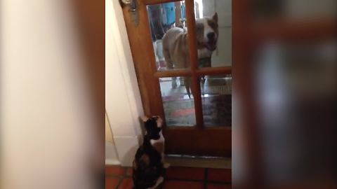 "Bossy Cat Won't Let Dog Inside"