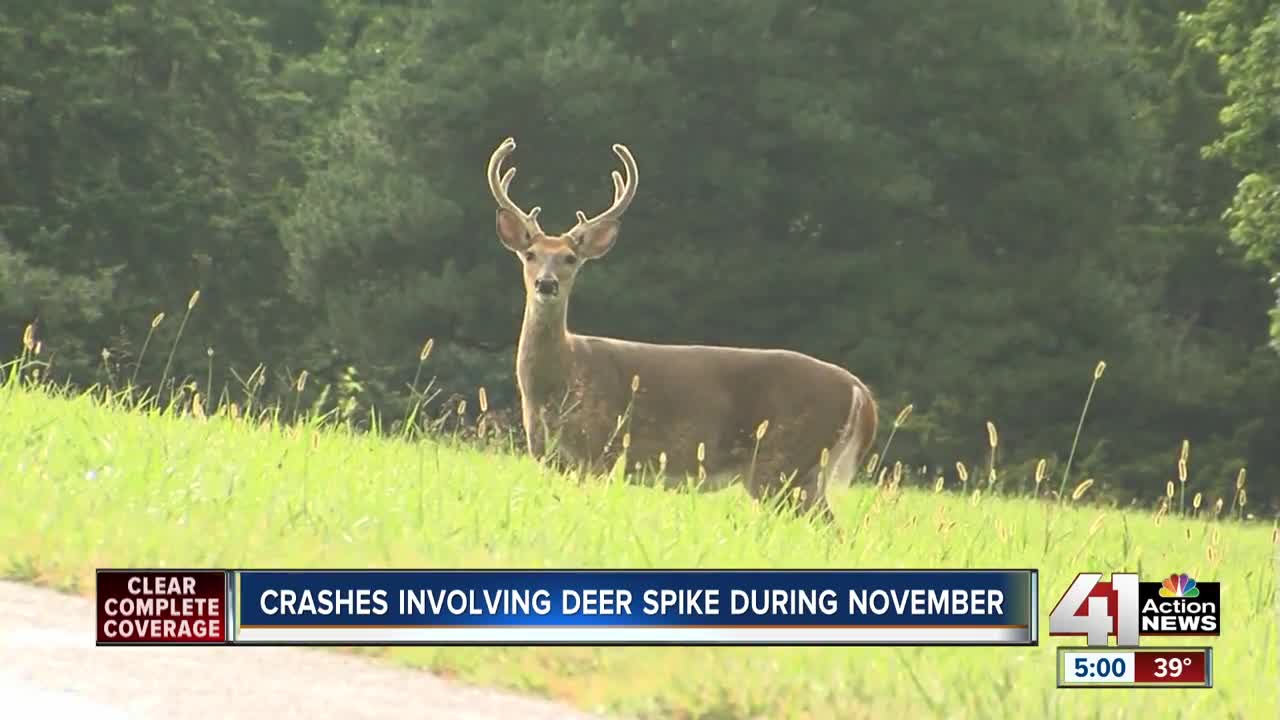 Crashes involving deer spike in November