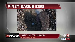 Harriet the eagle lays first egg of hatching season