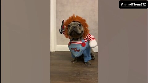 French Bulldog Puppy Dressed As Chucky_funny Animal_part-2_AnimalPlanet12_(720P_HD).mp4