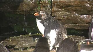 É hora do banho para estes pinguins