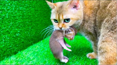 Mama cat carrying baby kittens wrong fail drop down on ground Videos compilation 2021