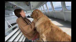 Golden retriever thinks humans need rescuing from face masks .