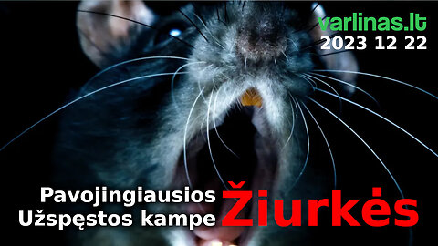 Varlinas tiesiogiai - 2023 12 22 - Pavojingiausios žiurkės - kampe užspęstos žiurkės