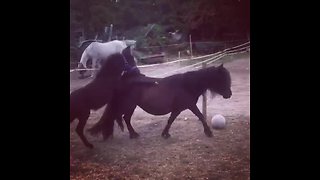 3-month-old mule attempts piggyback ride from his mom