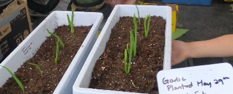 Best Explanation On How To Grow Store Bought Garlic #Gardening #HowToGrowGarlic