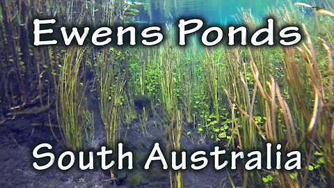 Diving Ewens Ponds, South Australia