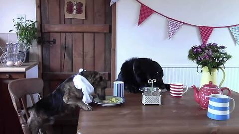 Dogs learn how to raise their own chickens