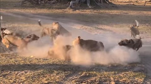 you won't believe ! Injured Lion attacked by Wild Dogs Defending Cubs