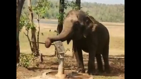 A elephant is drinking water by pressing the handle of the tube well - 2021