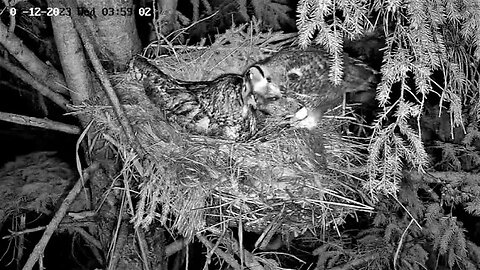 Albert Arrives With Large Prey 🦉 04/12/23 03:58