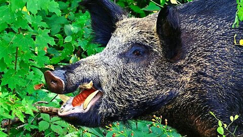 How wild boars bathe!!! In Chechnya, they came across a herd of wild boars 🐗
