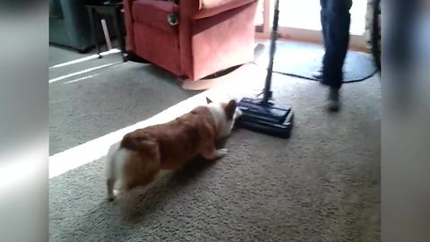 "Corgi Dog Bites At A Vacuum Cleaner"