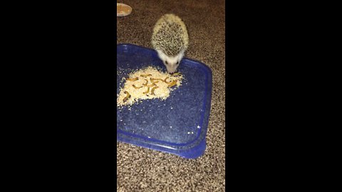 Hedgehog munches on meal worms