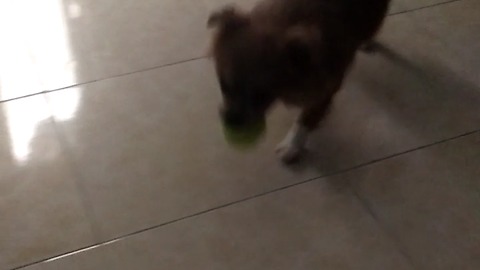 My dog play with ball