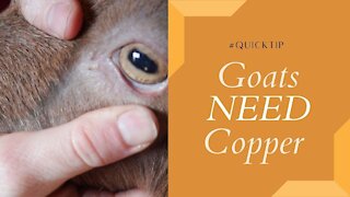 Copper DEFICIENT Goats?! What you need to know.