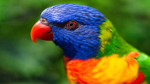 Watch the parrot take a cold water bath