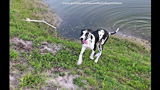 Happy Great Danes Love to Run and Splash in the Water