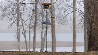 MANGIA AT THE FEEDER ON THIS FOGGY MORNING