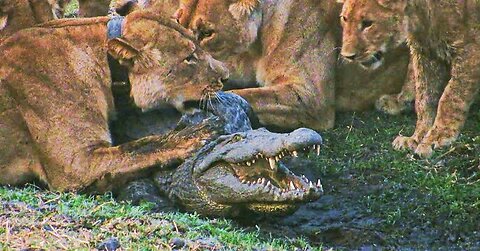 LIONS ATTACKED A CROCODILE