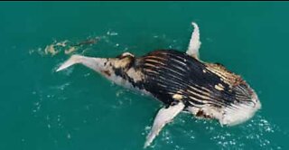 Des requins et des crocodiles dévorent une baleine à bosse