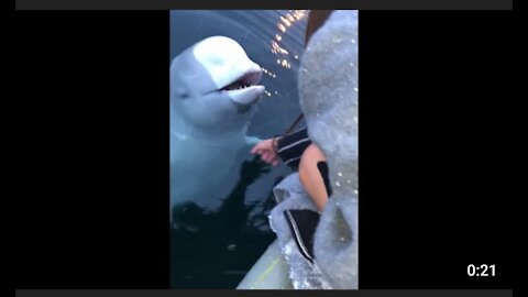 Beluga whale retrieve mobile