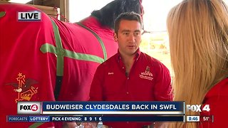 Budweiser Clydesdales visit SWFL 8:30 a.m.