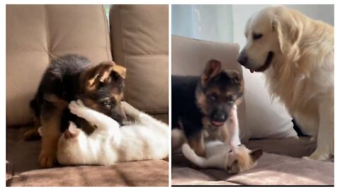 German shepherd and kitty playing