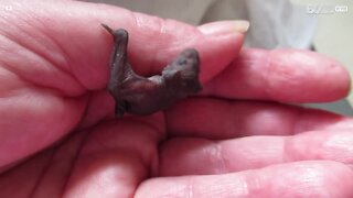 Micro morcego é resgatado em escola Australiana