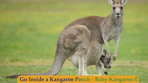 Go Inside a Kangaroo Pouch - Baby Kangaroo 🦘