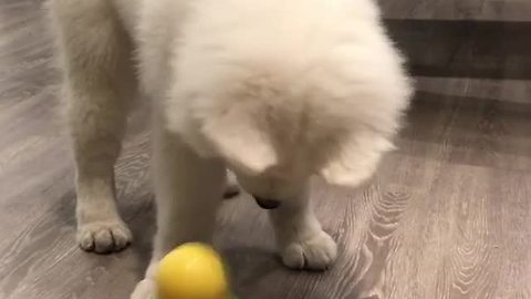 Dog Won’t Give Up Rocking This Toy Because Of Its Hidden Prize
