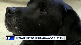 Protecting your dog from a disease "on an uptick"