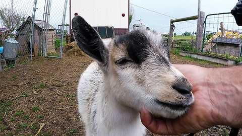 Baby Goat Is In Heaven With Face Massage