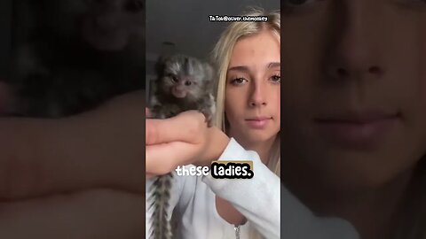 Exploring the World's Tiniest Marmoset Monkeys