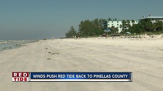 More dead fish reported along Pinellas County beaches