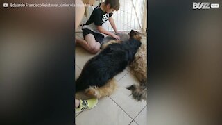 Cão chora por causa do seu amigo dormindo após ser anestesiado