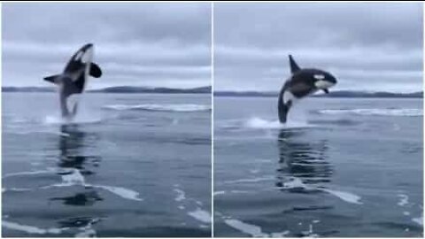 Miekkavalas hyppii vedestä veneen vieressä