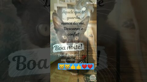 Boa noite Gato Bartolomeu Tunico 🐱❤️