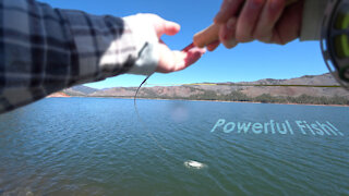 Unexpected catch! - Vallecito Lake in early Spring - McFly Angler episode 44