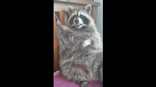 Pet raccoon grooms himself every night before bed