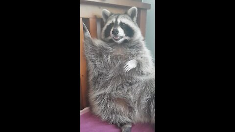 Pet raccoon grooms himself every night before bed