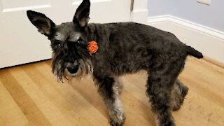 Old miniature schnauzer